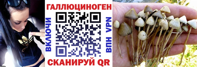 продажа наркотиков  Мамоново  Псилоцибиновые грибы мицелий 
